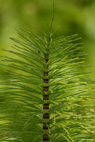 Equisetum telmateia subsp. braunii