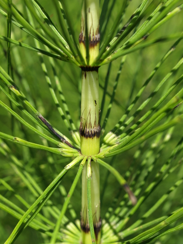 Equisetum telmateia subsp. braunii (Giant horsetail) — photo