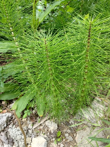 Equisetum telmateia (Giant horsetail) — photo