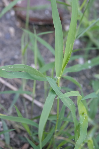 Eragrostis amabilis (Bug's egg grass) — photo