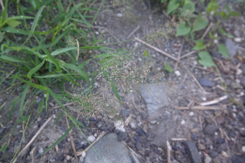 Eragrostis amabilis (Bug's egg grass) — photo