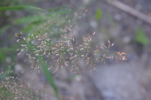 Eragrostis amabilis