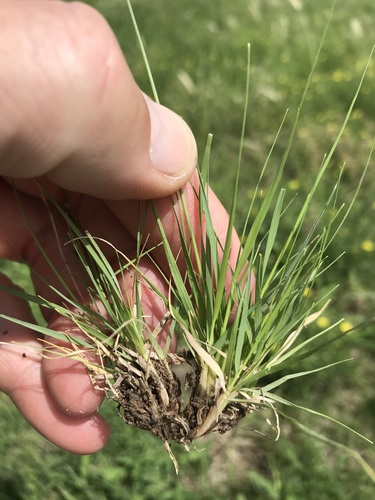 Eragrostis annulata — photo