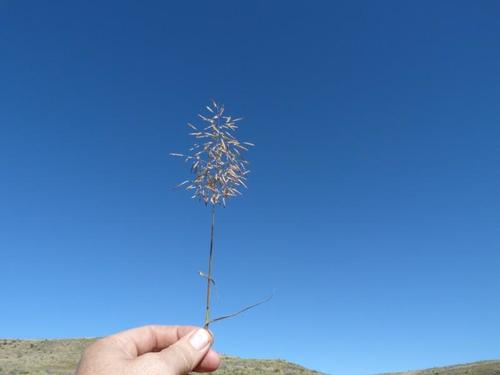 Eragrostis annulata — photo
