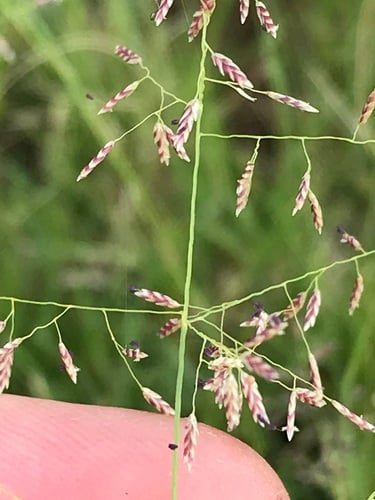 Eragrostis annulata