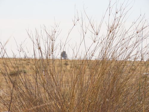 Eragrostis australasica — photo