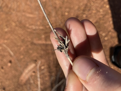 Eragrostis australasica — photo