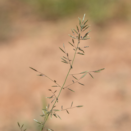 Eragrostis barrelieri (Pitted lovegrass) — photo