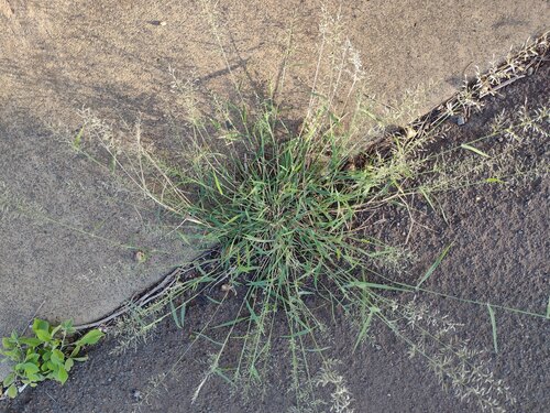 Eragrostis barrelieri (Pitted lovegrass) — photo