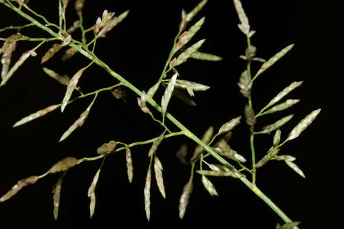 Eragrostis barrelieri