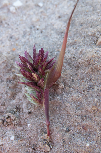 Eragrostis basedowii — photo