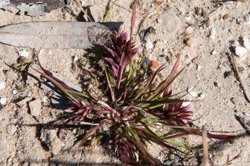 Eragrostis basedowii