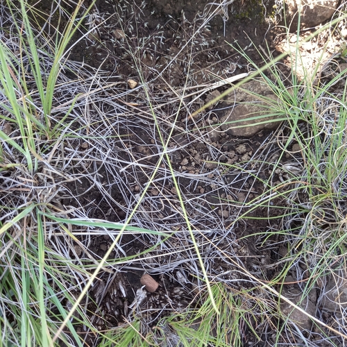 Eragrostis chloromelas (Love grass) — photo