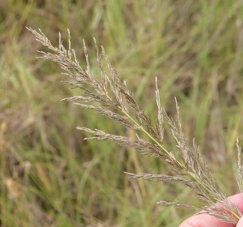Eragrostis chloromelas