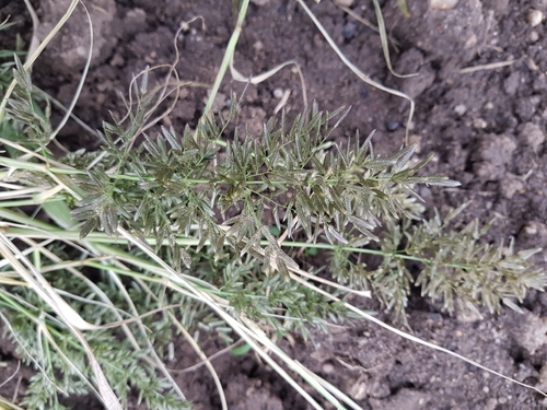 Eragrostis cilianensis (Stink grass) — photo