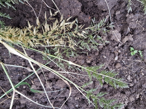 Eragrostis cilianensis (Stink grass) — photo
