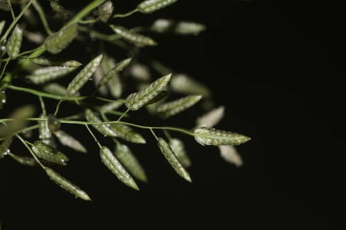 Eragrostis cilianensis