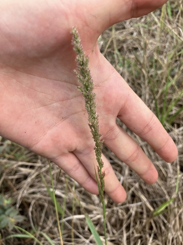 Eragrostis ciliaris (Love grass) — photo