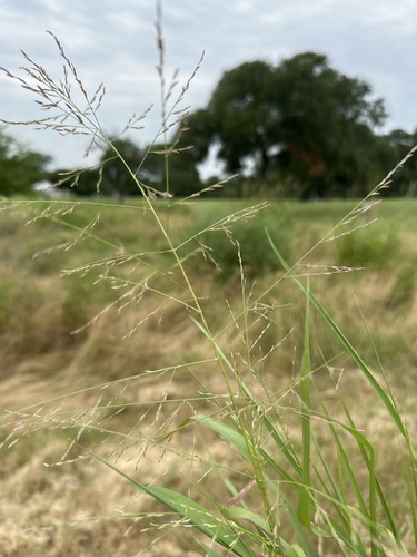Eragrostis curtipedicellata — photo