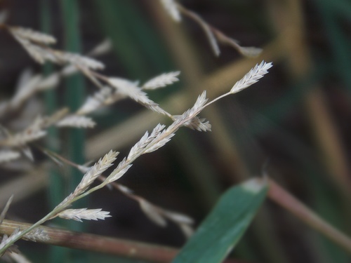 Eragrostis curtipedicellata