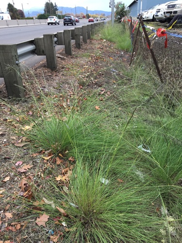 Eragrostis curvula (Weeping lovegrass) — photo
