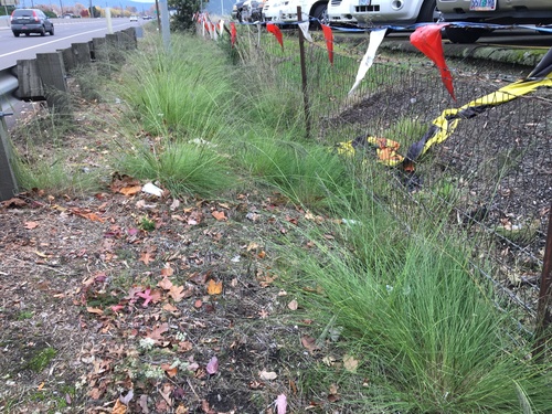 Eragrostis curvula (Weeping lovegrass) — photo