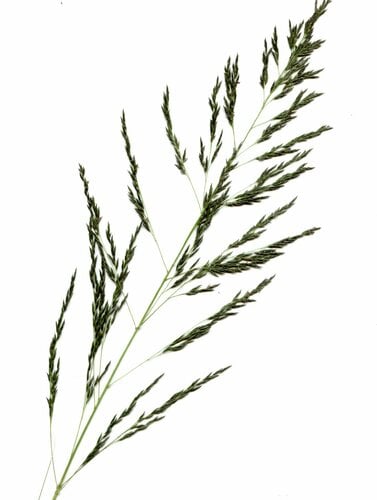 Eragrostis curvula