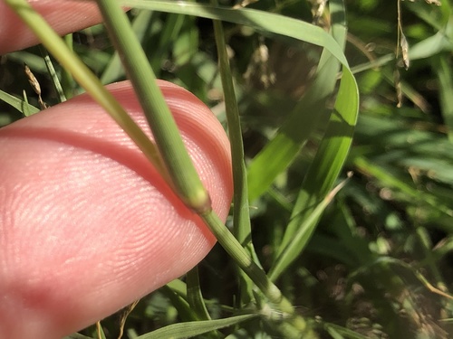 Eragrostis cylindriflora — photo