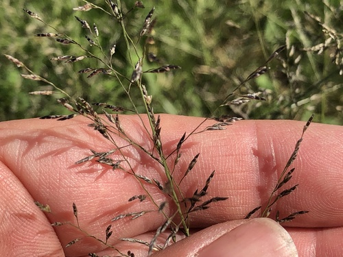 Eragrostis cylindriflora — photo