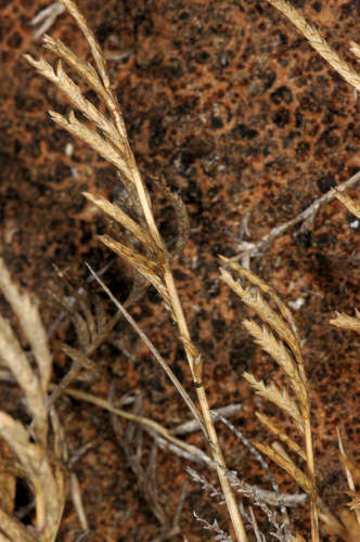 Eragrostis dielsii (Mallee love grass) — photo
