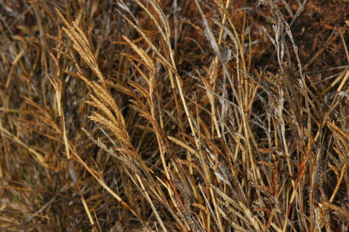 Eragrostis dielsii (Mallee love grass) — photo
