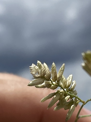 Eragrostis echinochloidea (Tick grass) — photo