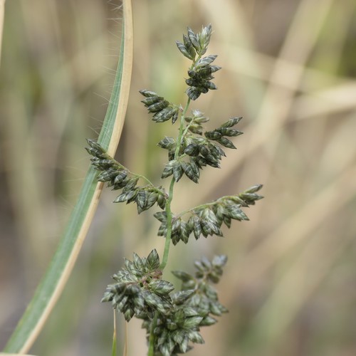 Eragrostis echinochloidea