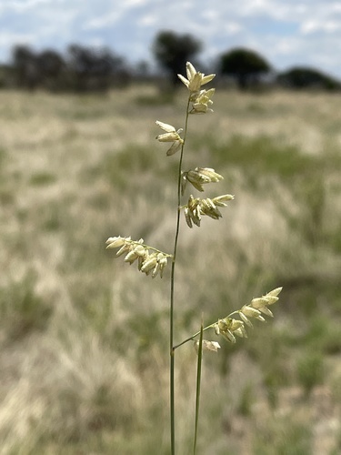 Eragrostis echinochloidea (Tick grass) — photo