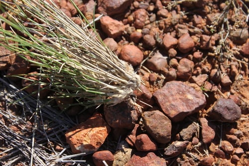 Eragrostis eriopoda (Naked woolybutt grass) — photo
