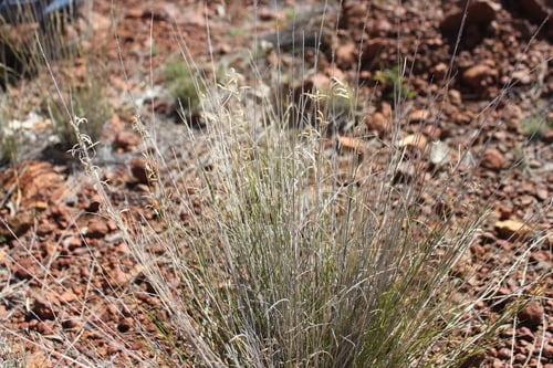 Eragrostis eriopoda (Naked woolybutt grass) — photo