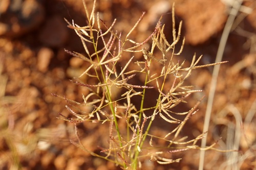 Eragrostis falcata (Sickle Lovegrass) — photo