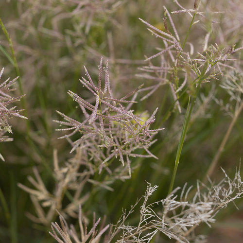 Eragrostis falcata