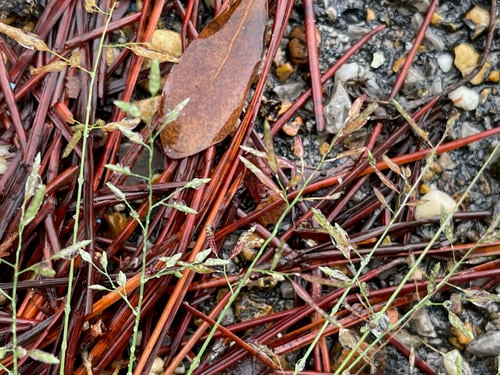 Eragrostis gangetica (Slimflower lovegrass) — photo