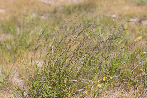 Eragrostis kennedyae — photo