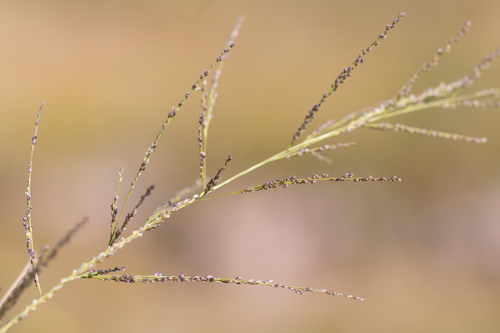 Eragrostis kennedyae