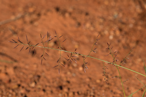 Eragrostis lacunaria