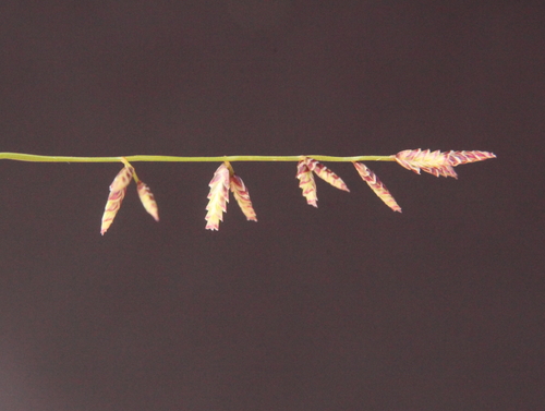 Eragrostis lanipes (Love Grass) — photo