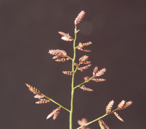 Eragrostis lanipes