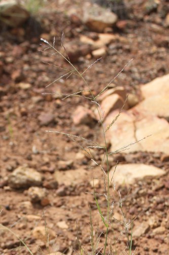 Eragrostis leptocarpa (Drooping lovegrass) — photo