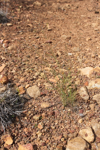 Eragrostis leptocarpa (Drooping lovegrass) — photo