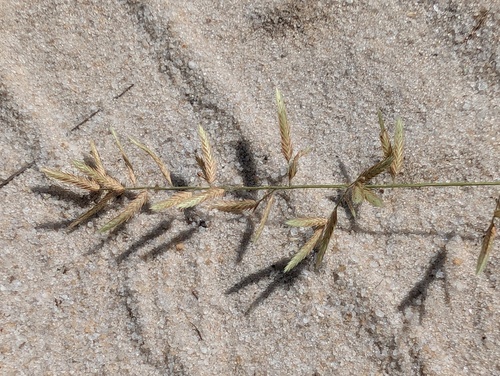 Eragrostis maypurensis — photo
