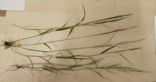 Eragrostis mexicana (Mexican lovegrass) — photo