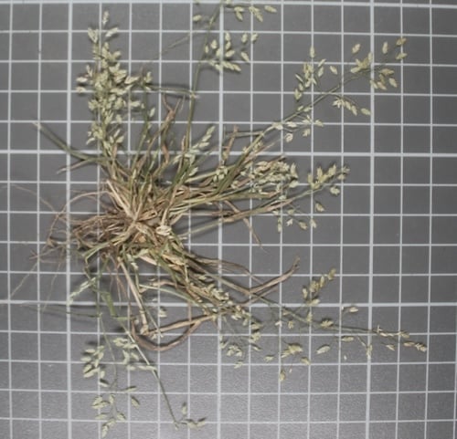 Eragrostis mexicana