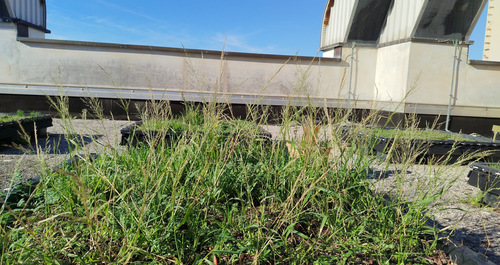 Eragrostis mexicana (Mexican lovegrass) — photo